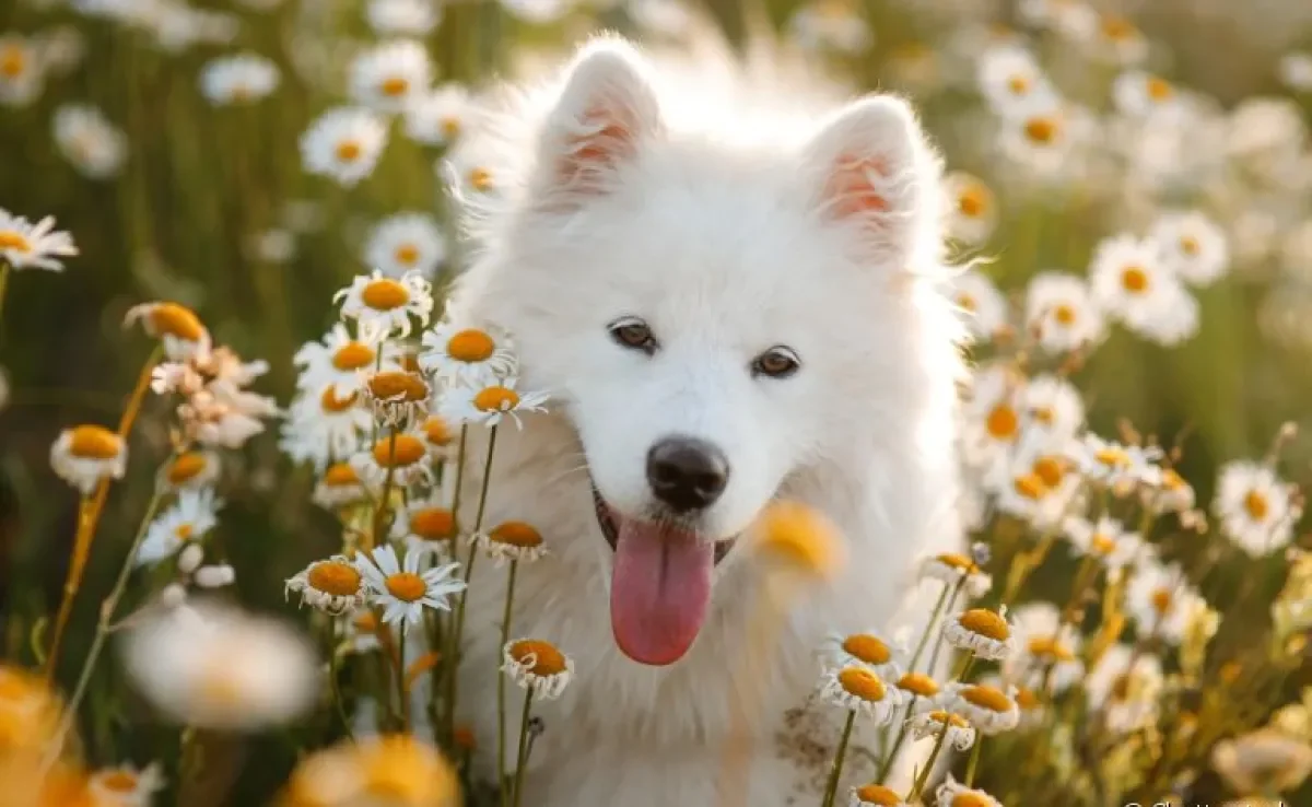 O Samoieda é um adorável cãozinho que é capaz de conquistar qualquer um