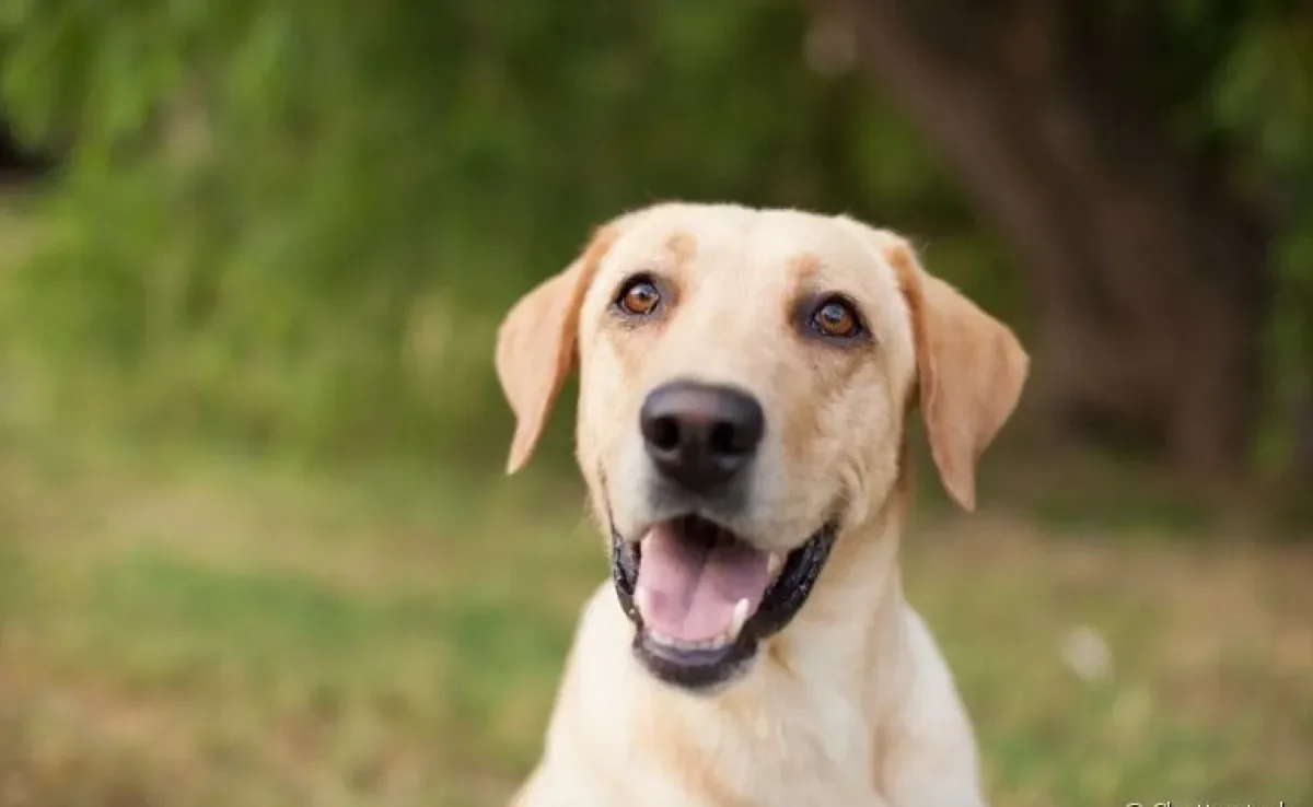 O sistema nervoso do cachorro é fundamental para o bom funcionamento de todo o corpo do pet