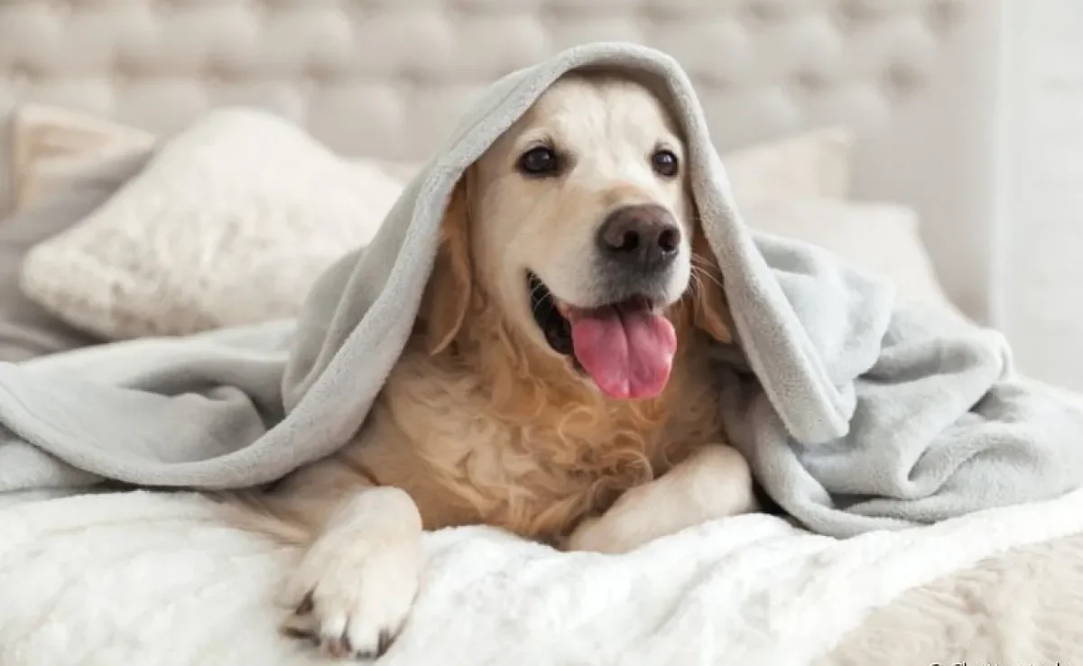Qual a temperatura normal do cachorro? Descubra e veja outras curiosidades sobre o assunto!