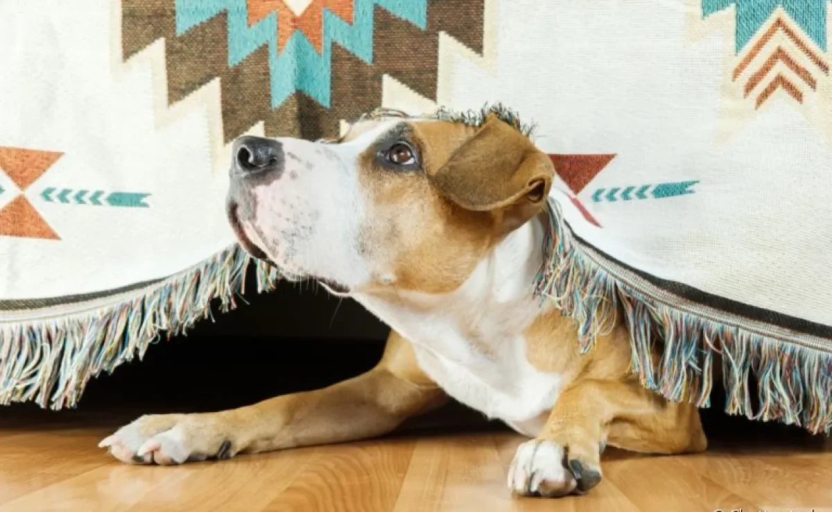 Sirenes, trovão, fogos... são muitos os sons que cachorro odeia
