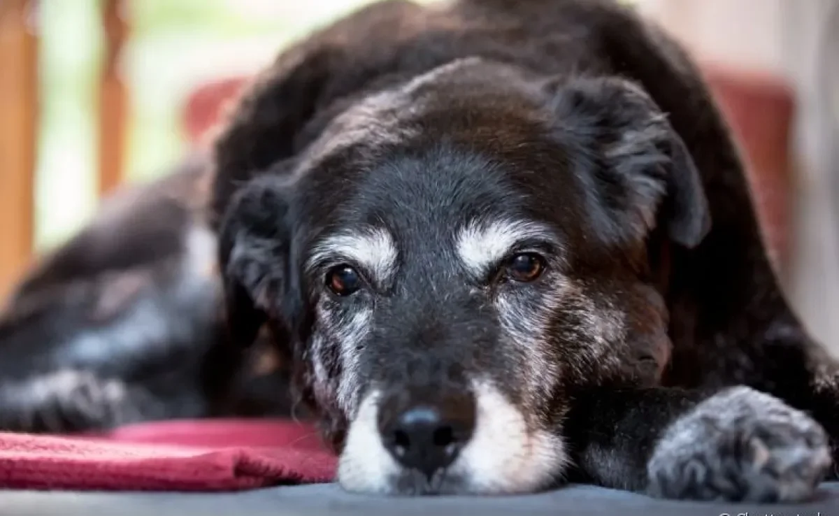 Alguns acessórios para cachorro são indispensáveis para melhorar a qualidade de vida do seu idosinho