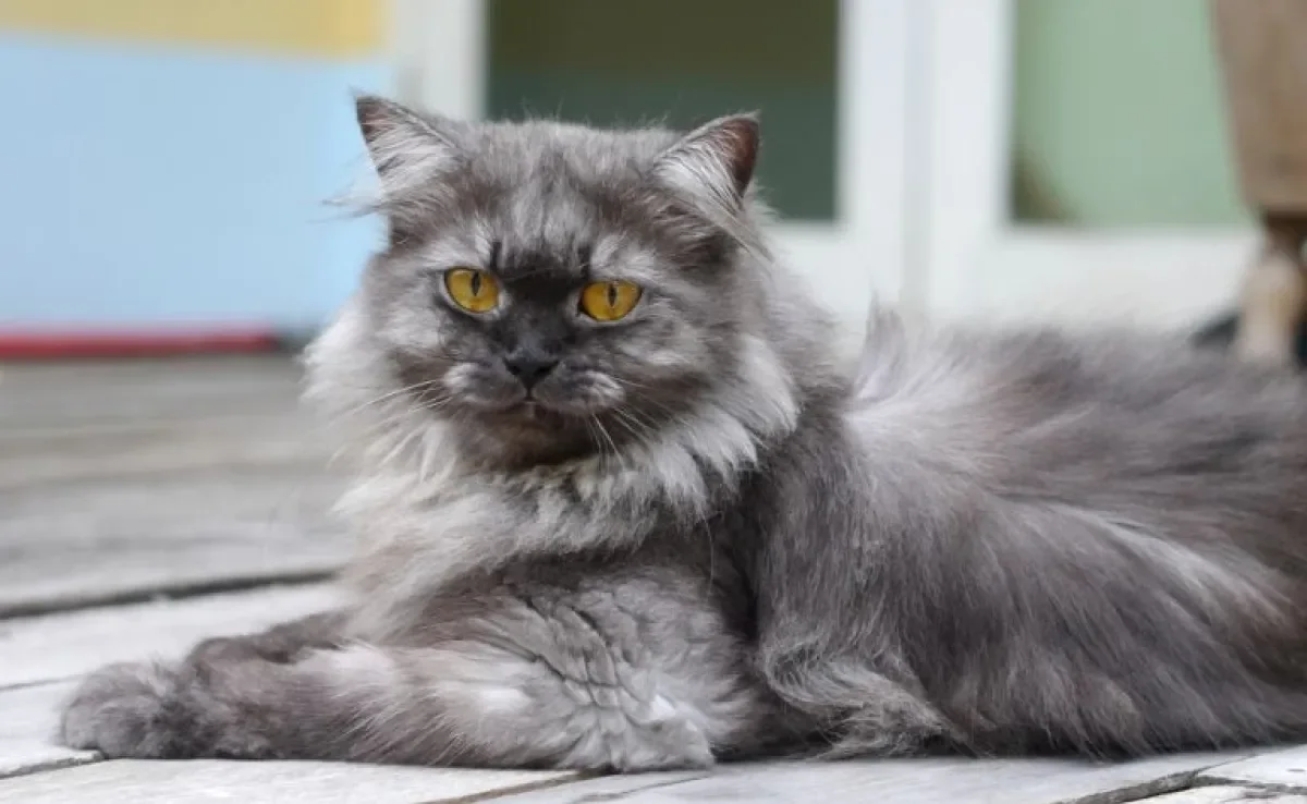 Como cuidar de gato idoso: alguns acessórios podem ajudar nessa missão