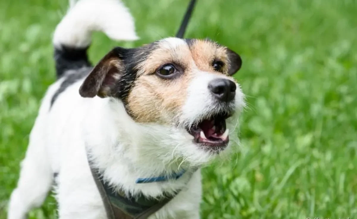 Cachorro latindo para outro cachorro no passeio normalmente é sinal de ansiedade