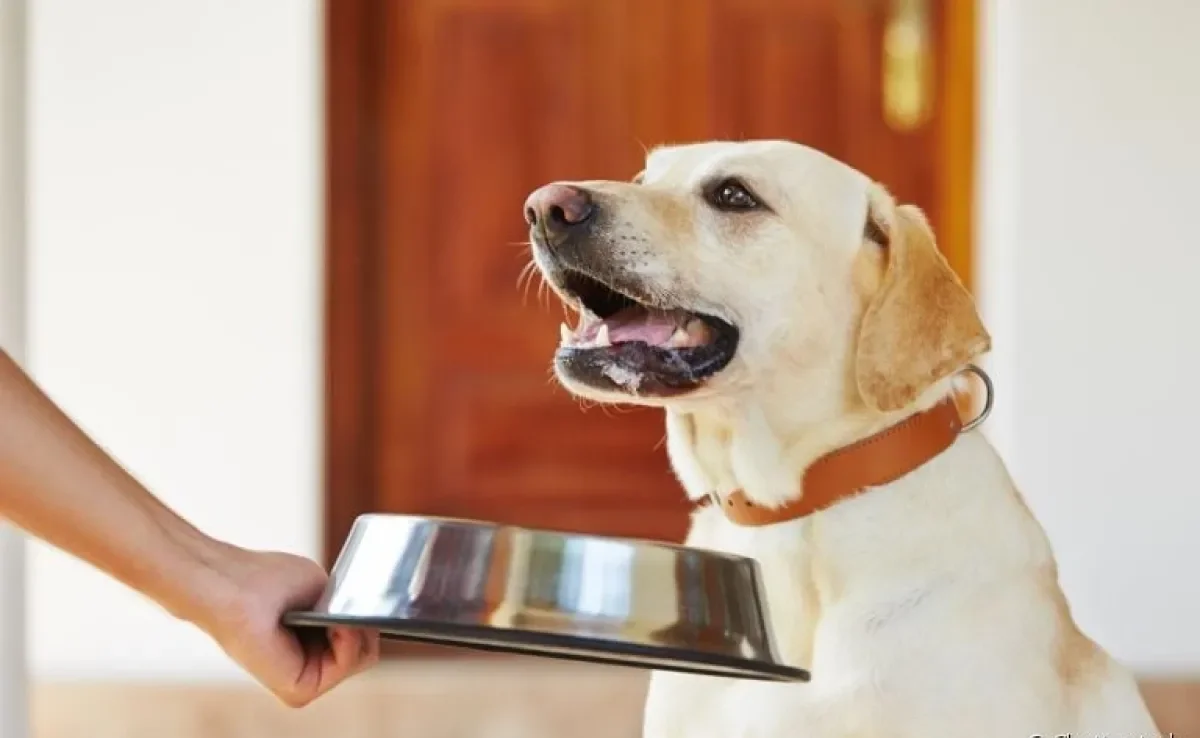 Existem muitos alimentos que fazem mal para cachorro pelo excesso de gordura. Saiba como o nutriente afeta o seu pet.