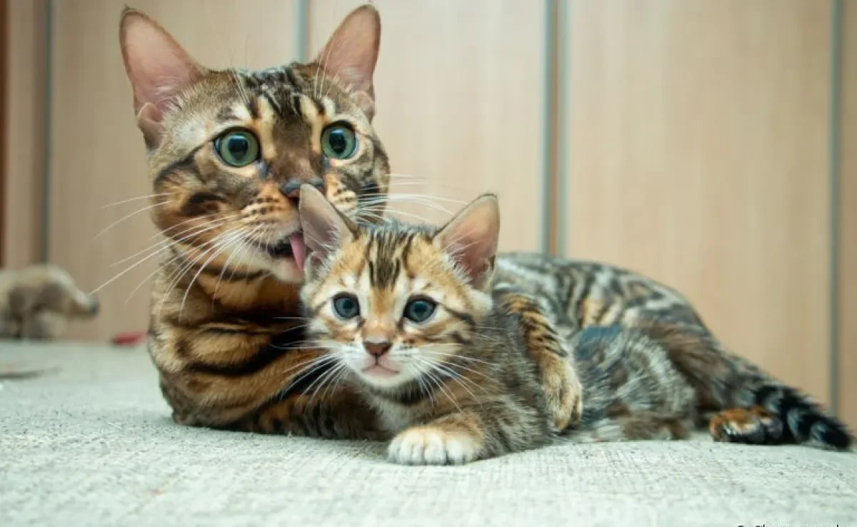 Transição de gato filhote para gato adulto: saiba os sinais dessa mudança de fase