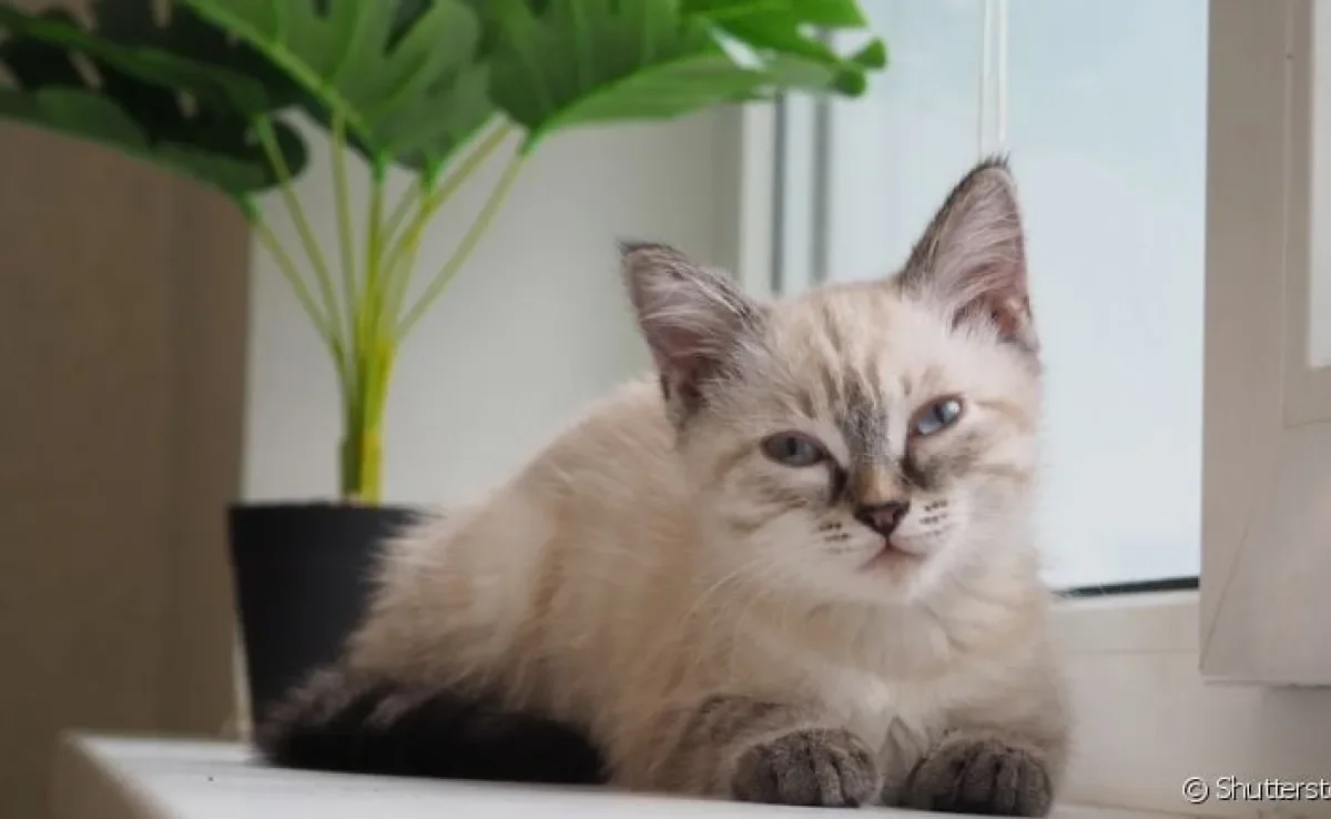 A bexiga do gato é fundamental para o funcionamento do sistema excretor. Conheça mais sobre essa parte do corpo dos felinos.