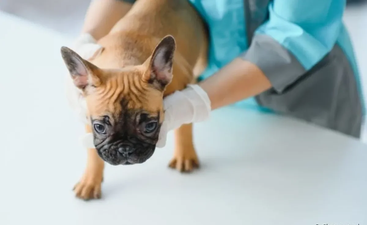 Carocinhos no corpo do cachorro pode ter diferentes causas