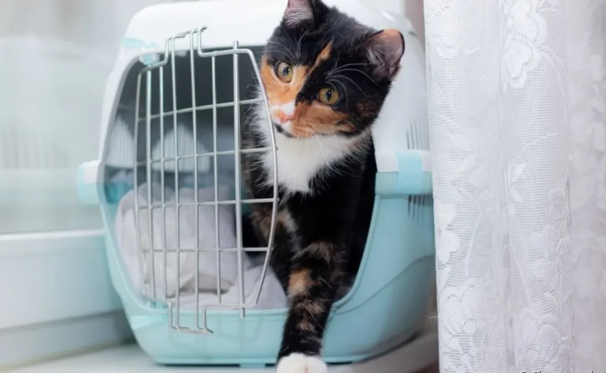 A caixa de transporte para gatos é ideal para viagens ou passeios de longas distâncias