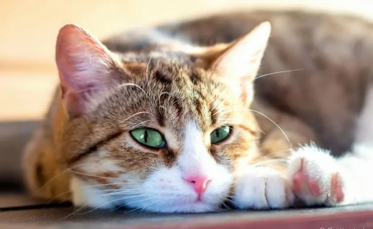 Gato tossindo, com dificuldade de respirar e cansado: conheça os principais sinais da bronquite felina