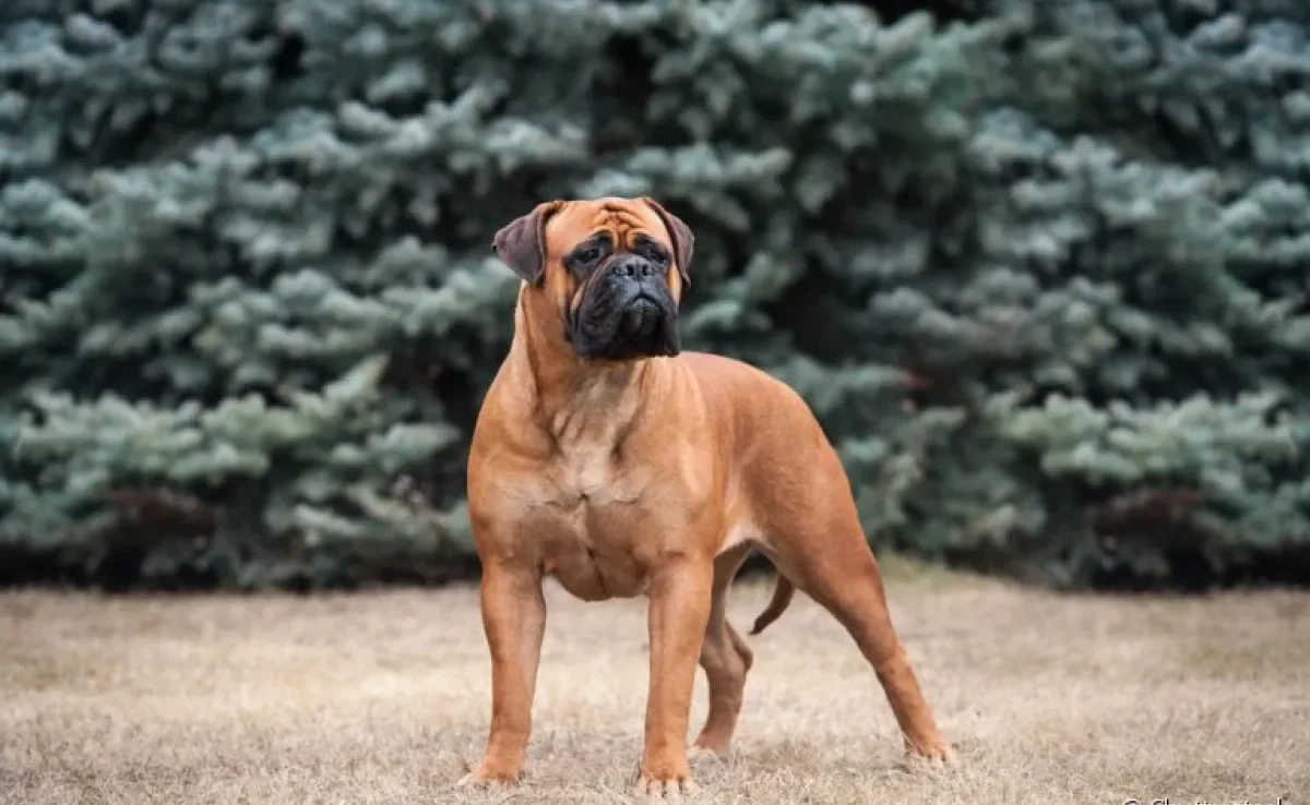 O Bullmastiff é um cachorro grande no tamanho e no coração