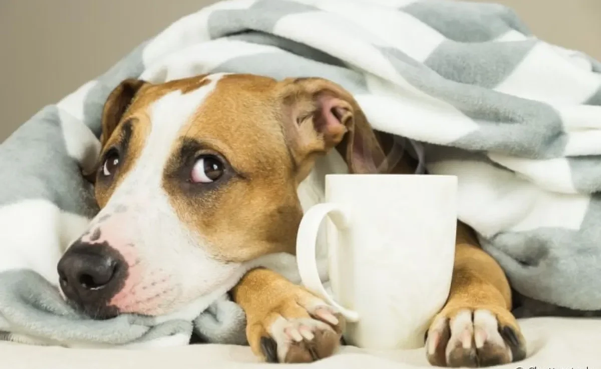 Seu cachorro está vomitando? Veja algumas dicas de como lidar com o problema