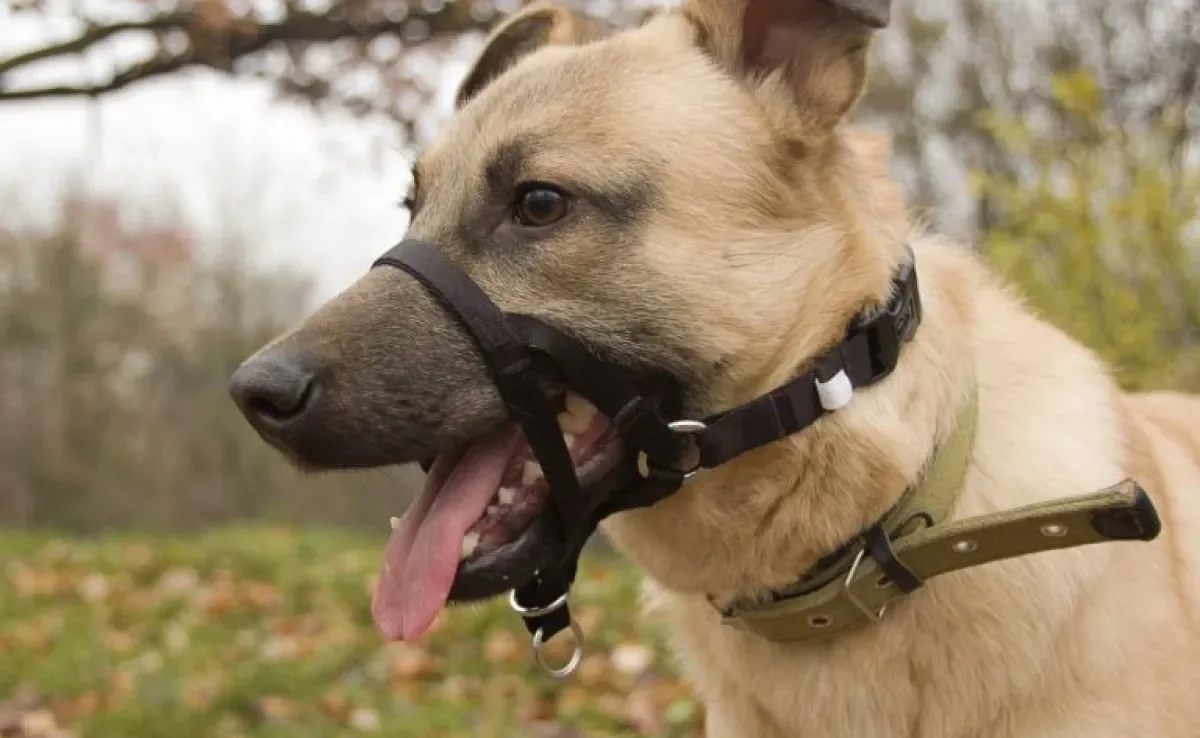A coleira cabresto é indicada para cães que puxam muito no passeio