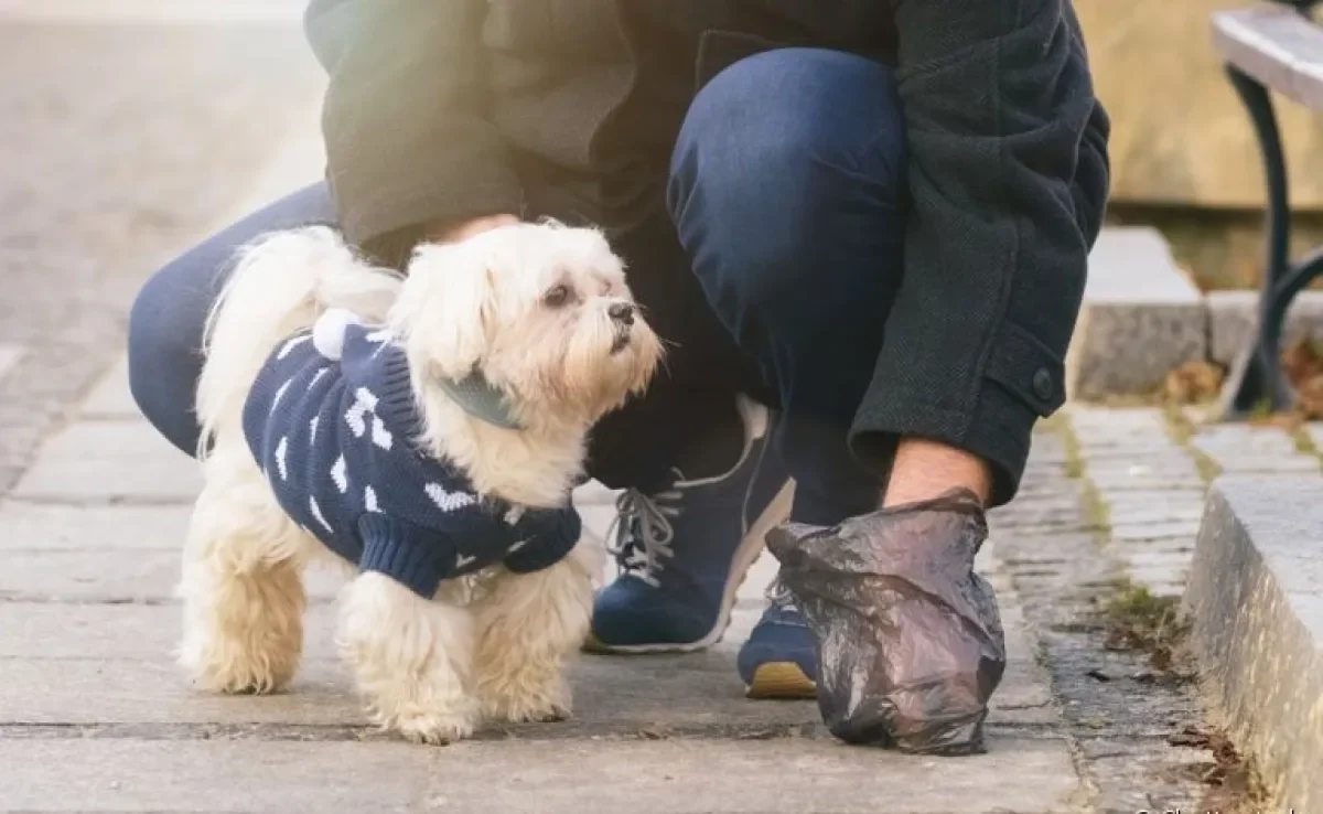 Assim como os desejetos humanos, o cocô do cachorro é considerado lixo sanitário
