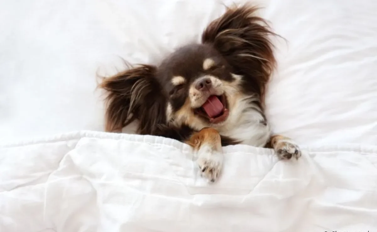 Aprender como fazer cachorro dormir é mais fácil do que você imagina 