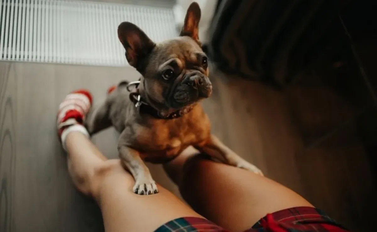 Se o seu cachorro pula nas pessoas, é possível corrigir o comportamento com algumas técnicas simples de adestramento