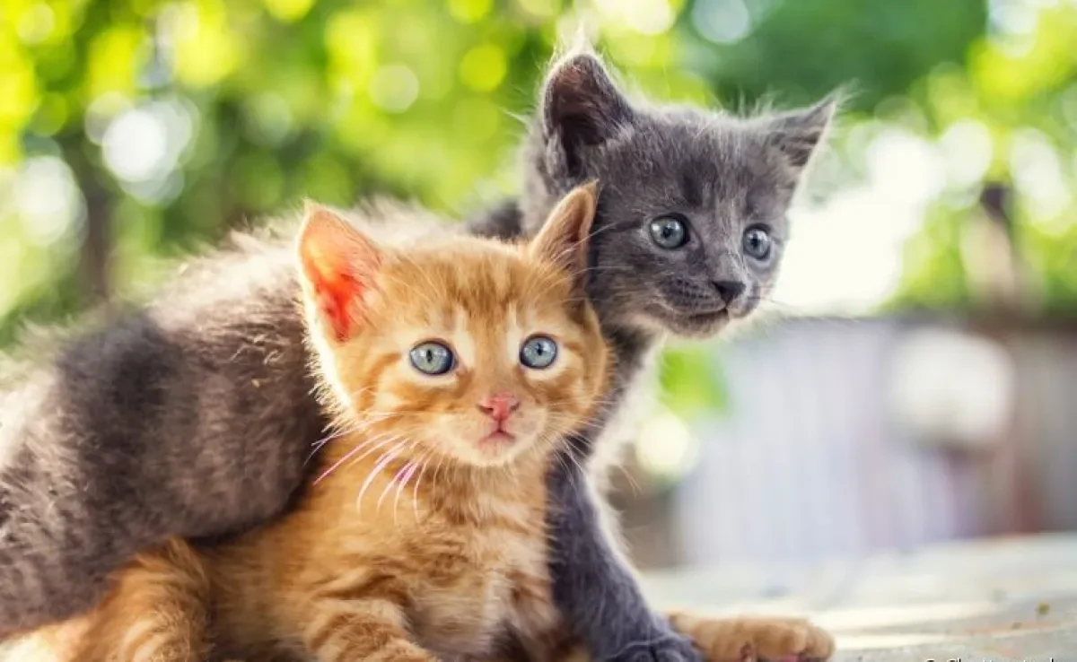 O comportamento de gatos filhotes passa por várias mudanças no primeiro ano. Veja abaixo