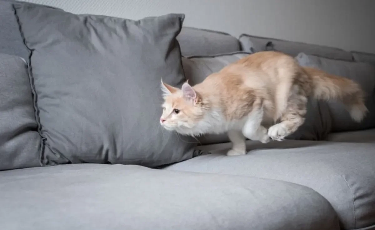 Gato correndo do nada de madrugada? Hábito crespucular natural dos felinos explica o comportamento