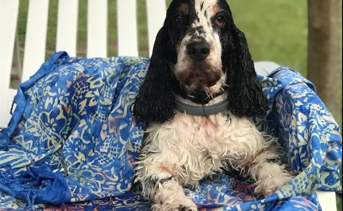 Um hotel que aceita cachorro é uma ótima opção para viajar com toda a família, sem deixar o pet para trás