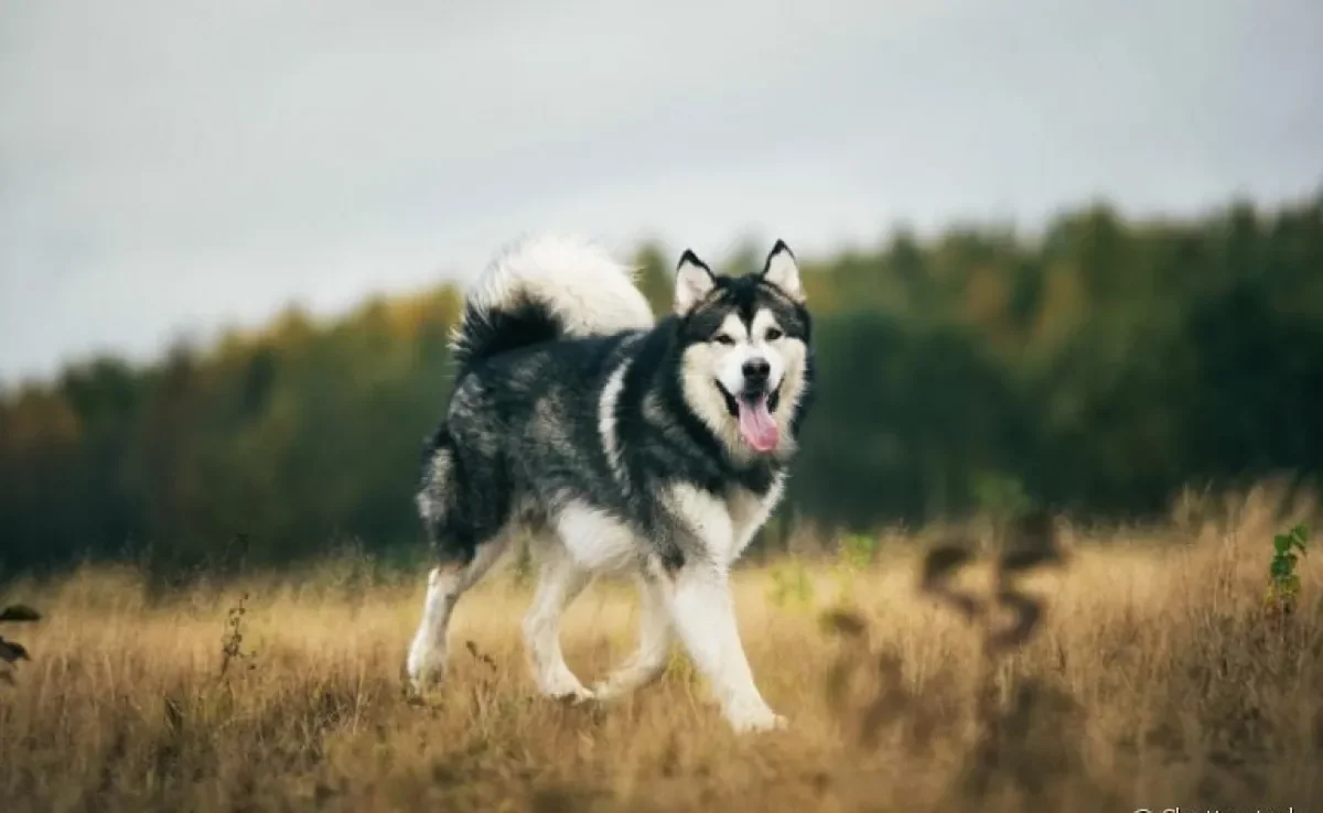 Malamute do Alasca e Husky Siberiano são duas raças de cachorro parecidas, mas cada uma tem traços e características únicas