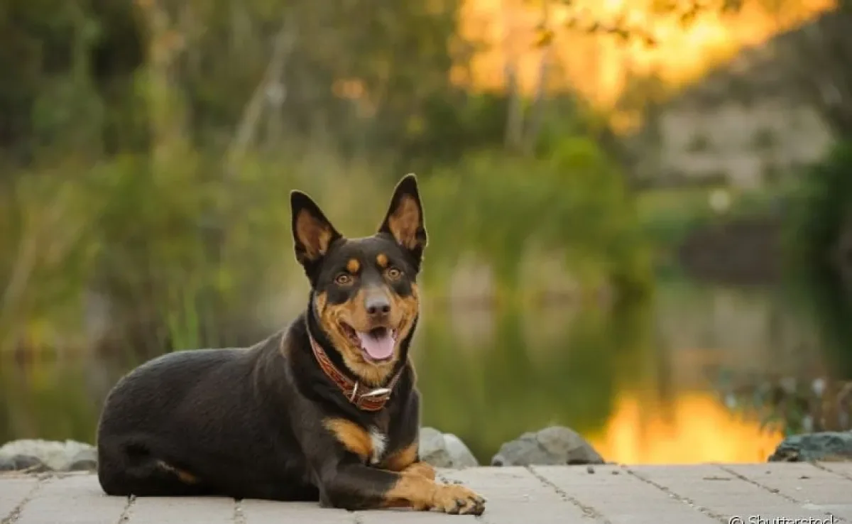 O Kelpie Australiano é um típico cão de pastoreio. Saiba mais sobre a raça!