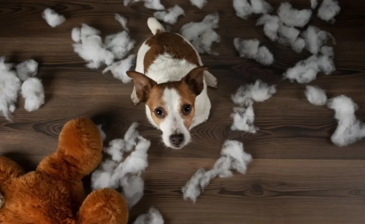 O cachorro destruindo tudo precisa ter sua energia deslocada para outro lugar