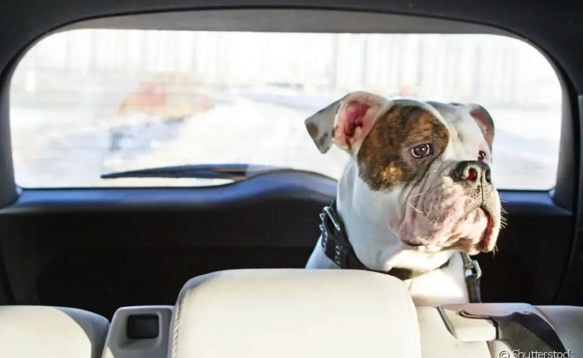 Cachorro no carro: saiba o que fazer quando o pet sofre com as viagens