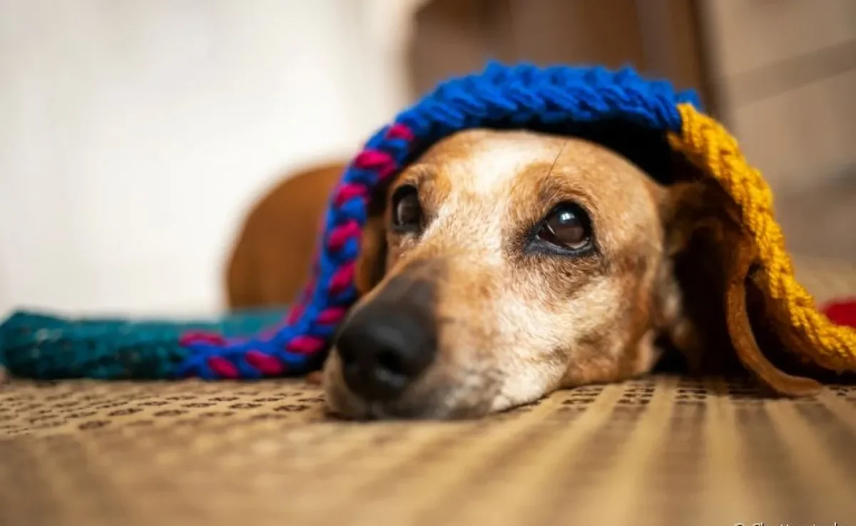 Saiba o que colocar na casinha do cachorro para aquecer e livrá-lo do frio