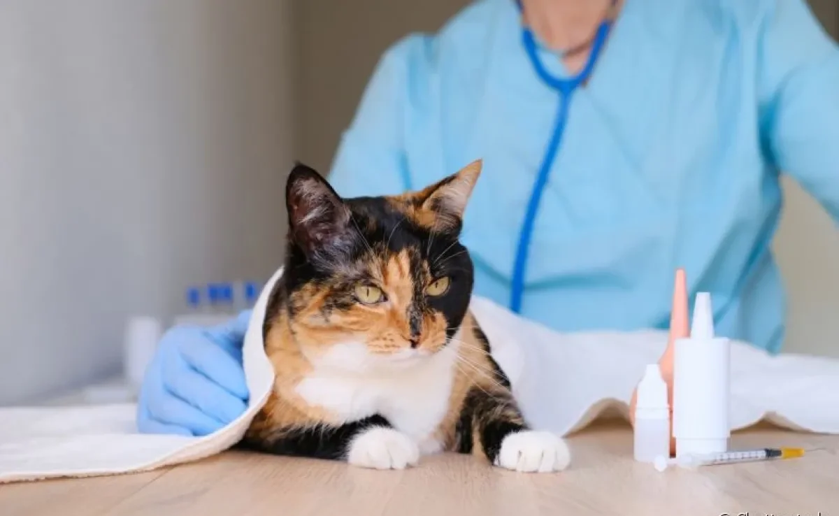 A ureia alta em gatos, assim como o nível elevado da creatinina, pode ser um sinal de alerta
