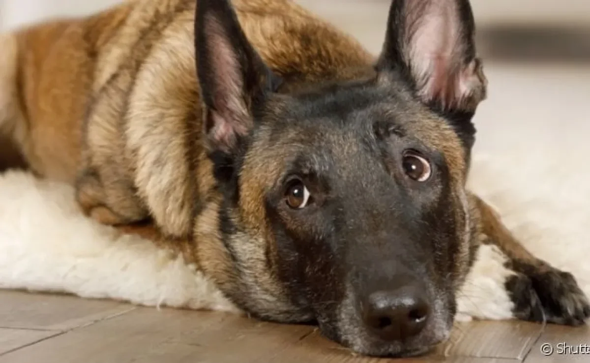 O Pastor Belga é um cãozinho com diferentes variações e muitas particularidades