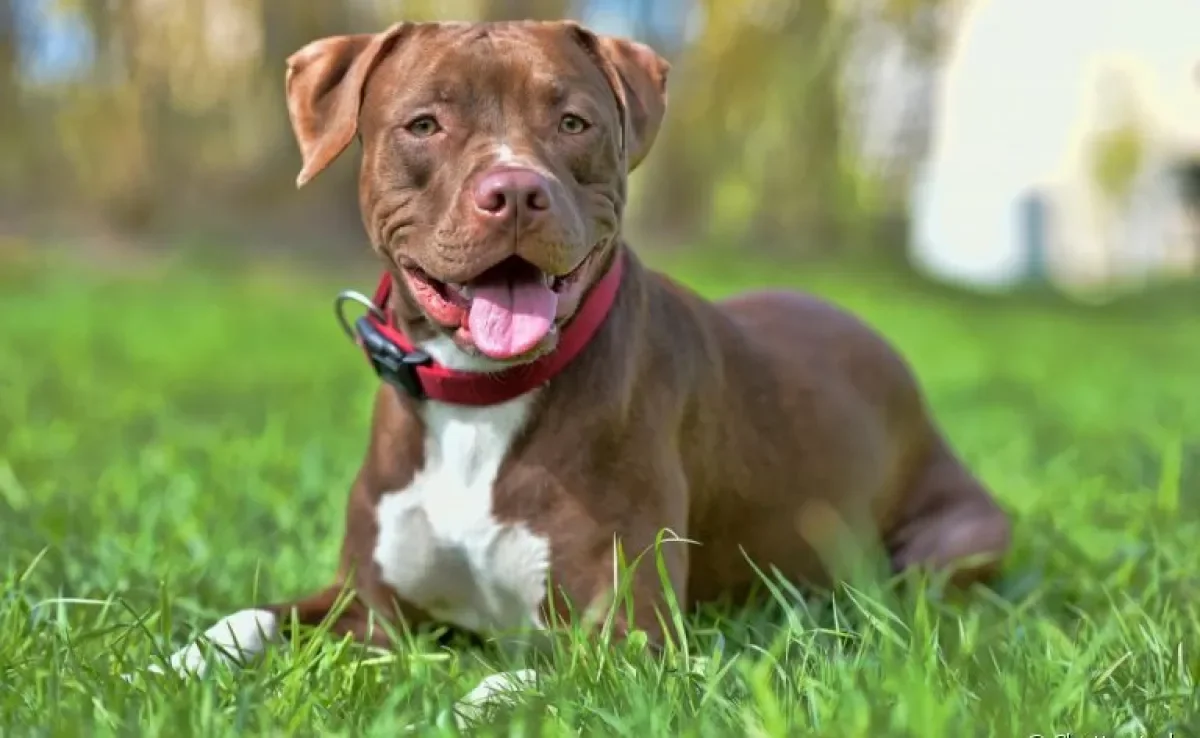 O Pitbull é um cachorro cheio de curiosidades que as pessoas nem imaginam