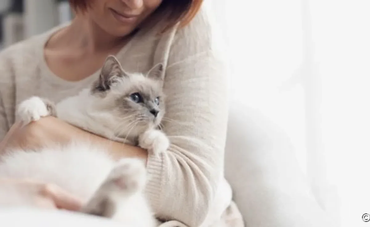Veja quais são as raças de gato com comportamento mais sociável