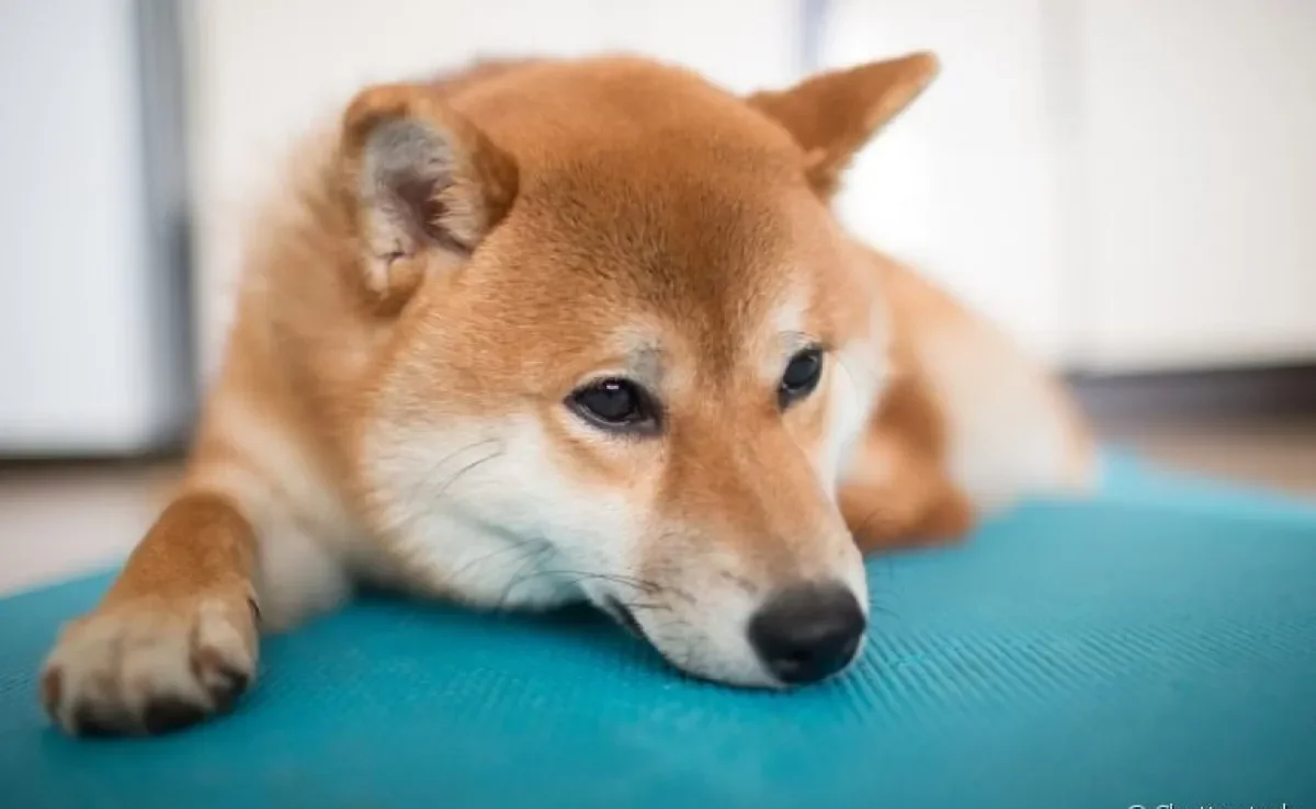 O tapete antiderrapante para cachorro é um aliado em várias situações do dia a dia do pet