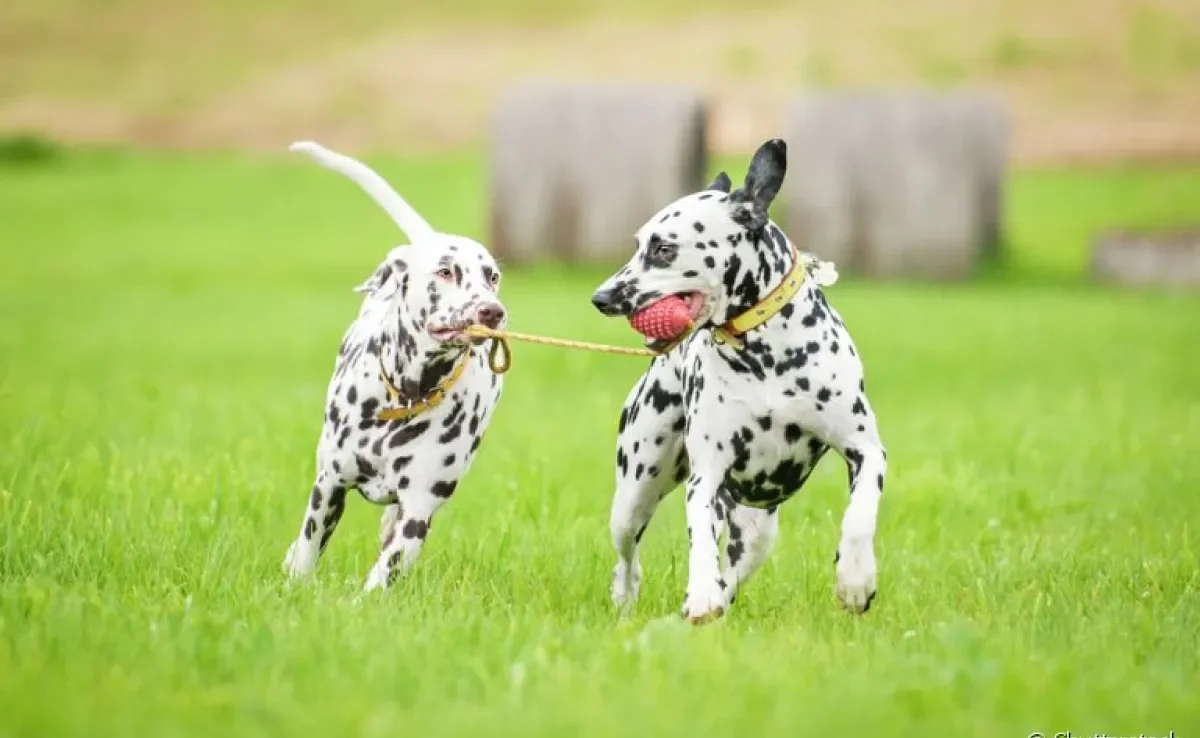Cachorro brincalhão: veja quais raças de cachorro grande que têm essa característica