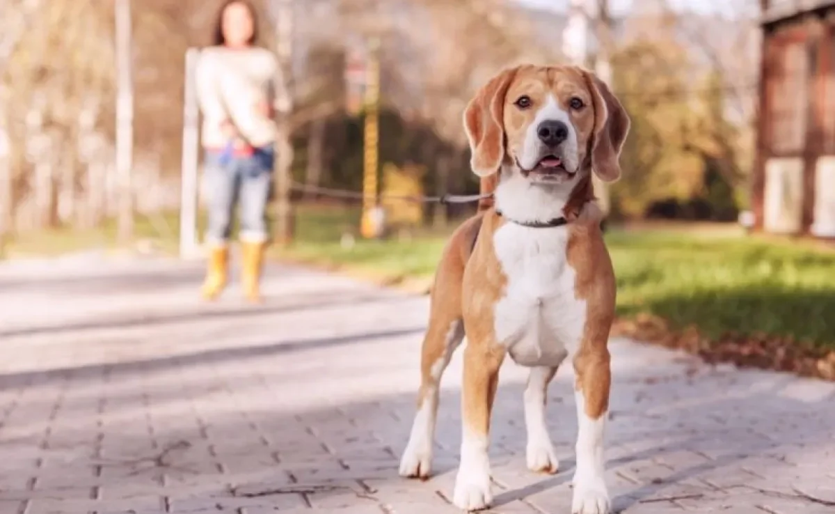 Passear com cachorro requer todo um preparo, dos acessórios a escolha do melhor horário