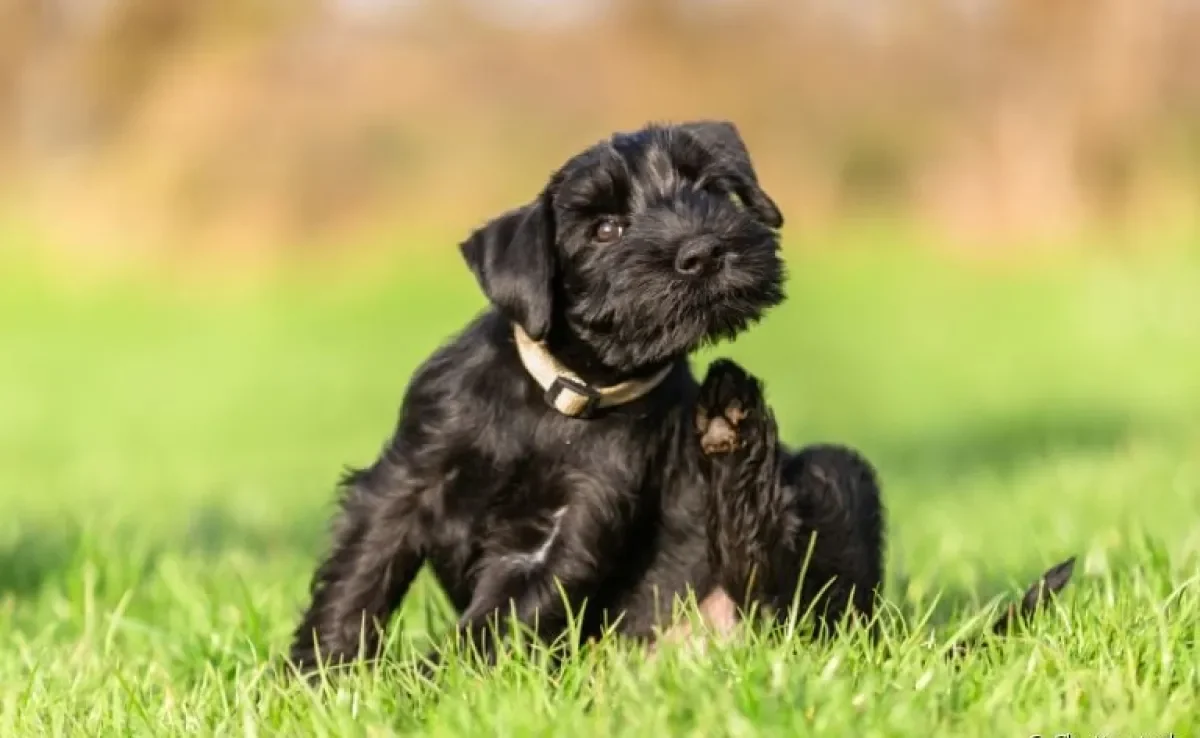 A sarna em cachorro pode ser evitada com higienização, boa alimentação e outros cuidados