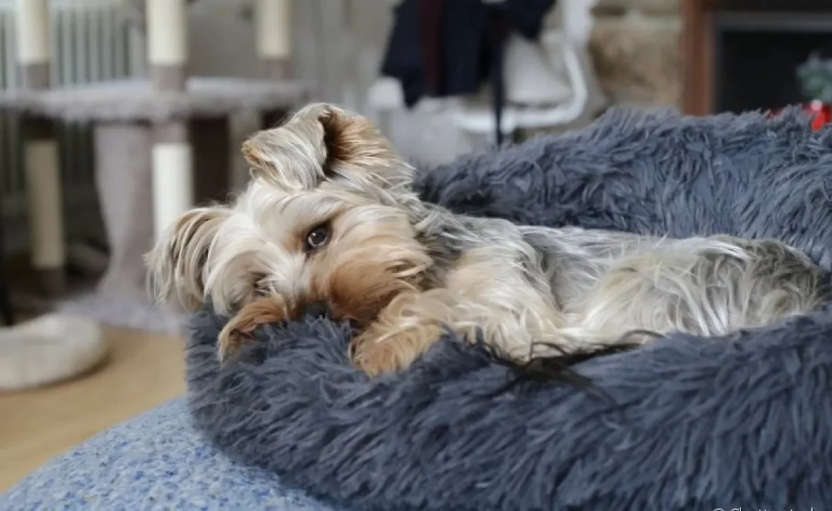 O TVT em cães é um tumor maligno e transmissível