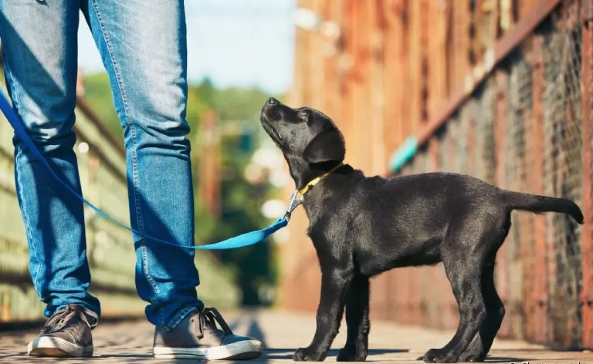 O filhote de cachorro não pode passear até que tenha tomado todas as vacinas obrigatórias