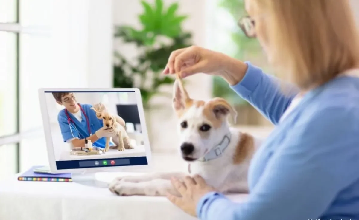 O atendimento com veterinário online tem sido uma opção para muitas pessoas. Saiba mais sobre o assunto