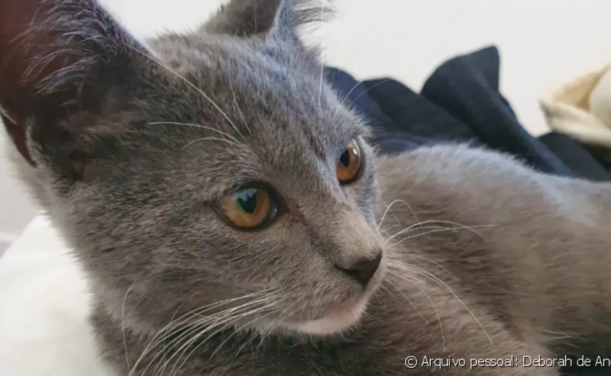 A tutora Deborah embarcou na aventura de viajar com gato de ônibus. Será que deu certo?