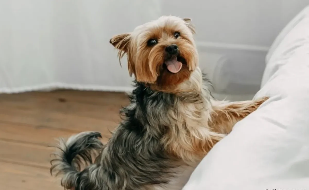 O Yorkshire Terrier é um cachorro pequeno, mas cheio de personalidade!