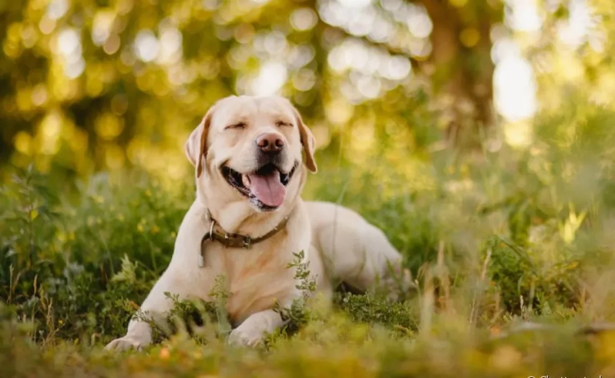  Filmes de cachorro sempre fazem sucesso pela emoção e espírito aventureiro que apresenta nas telinhas 