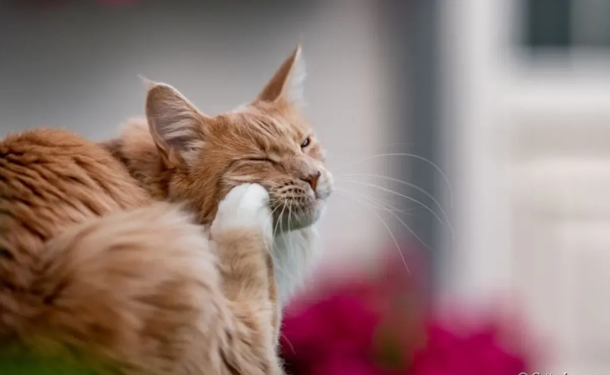 Não sabe como eliminar pulgas de gatos? Separamos algumas dicas para te ajudar!
