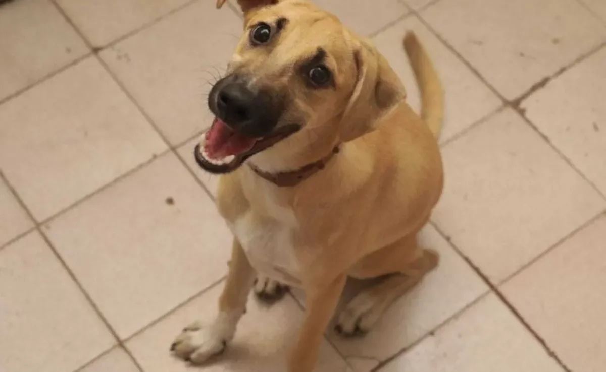  O cachorro de rua precisa de tantos cuidados quanto qualquer outro bichinho 