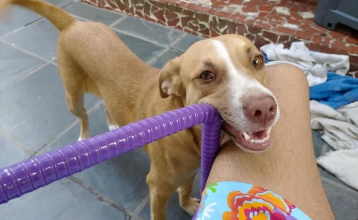 O vira-lata é o melhor amigo de quatro patas que você pode ter! - Mel