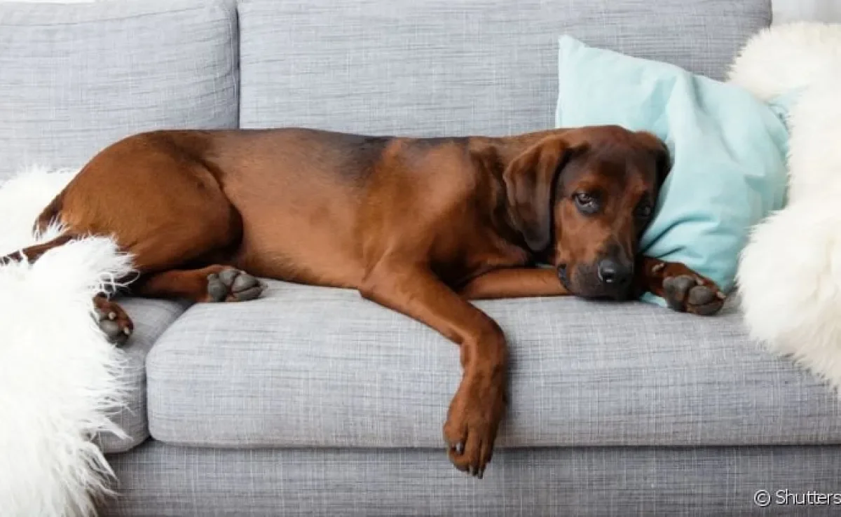 O barulho na barriga do cachorro pode ser uma reação natural ou representar algo mais sério