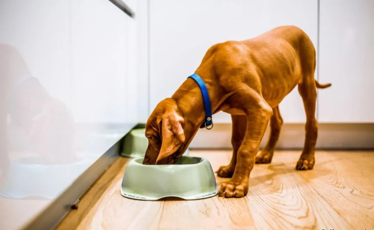 O cachorro emagrecendo precisa de uma avaliação completa da saúde por um médico veterinário