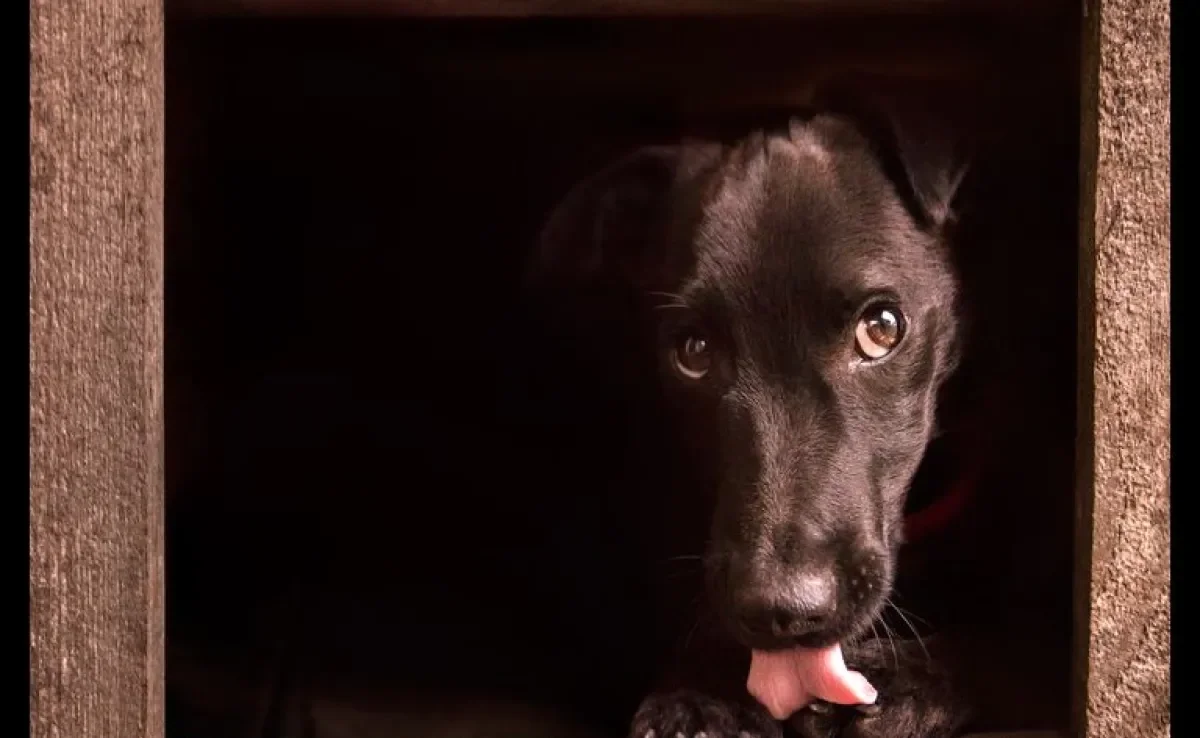 Cachorro lambendo as patas: saiba mais sobre como resolver esse problema.