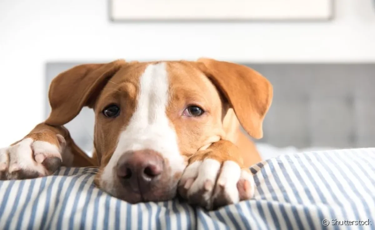 Existem vários tipos de vômito de cachorro e é importante saber identificar cada um deles