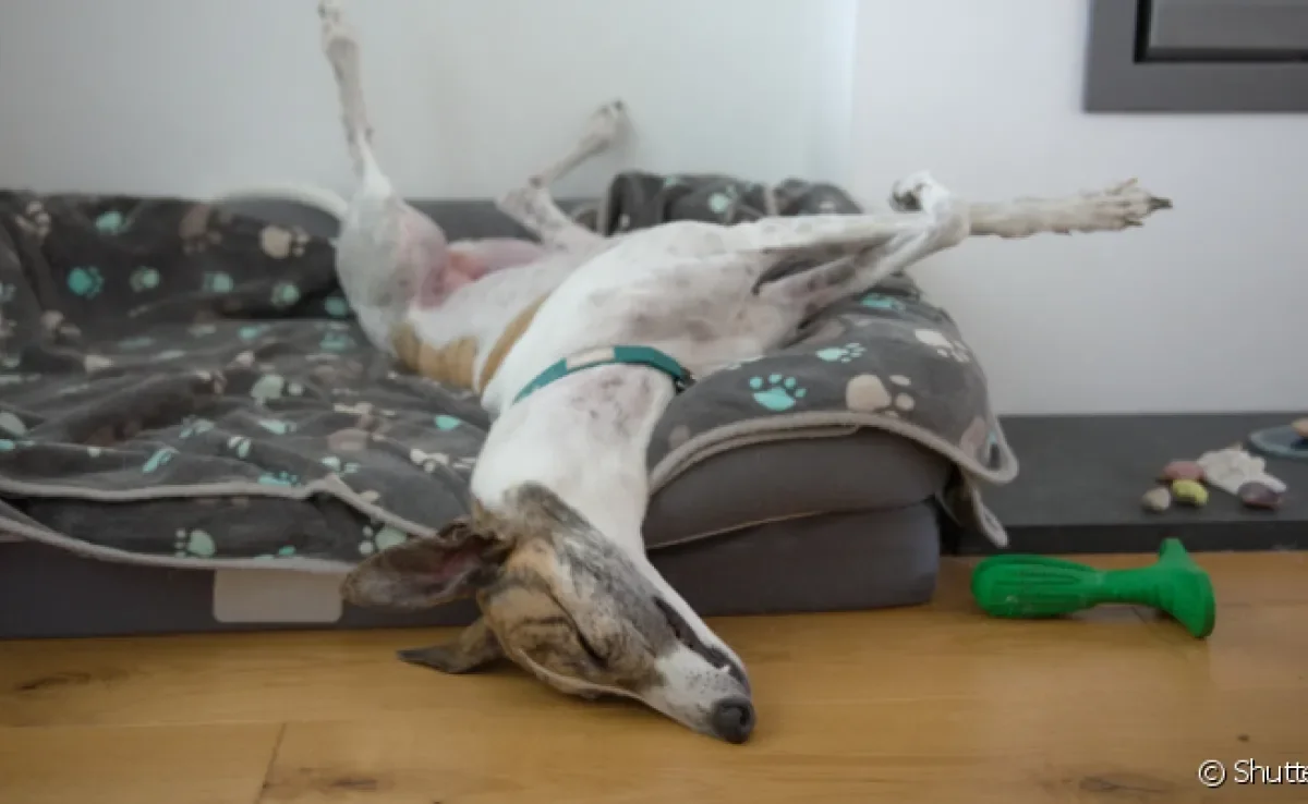 Todo pet precisa de uma caminha de cachorro para tirar aquele momento de descanso