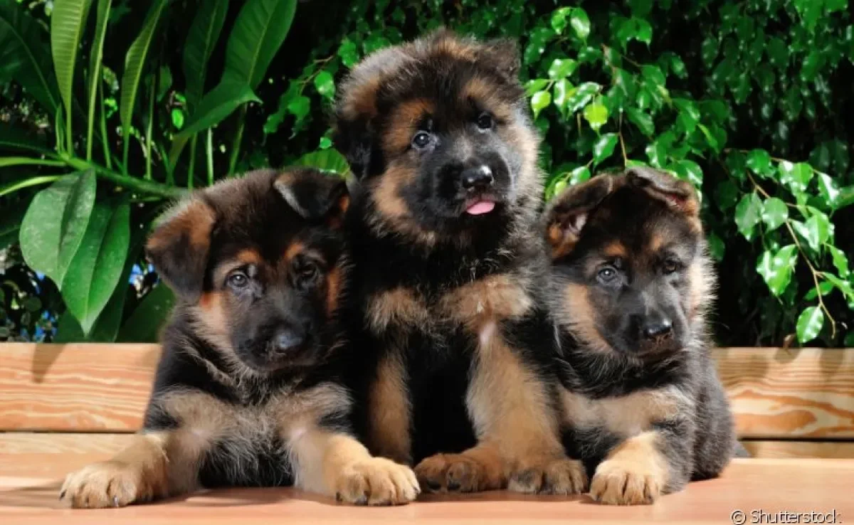 Escolher um canil de cachorro de confiança é fundamental na hora de comprar um cão